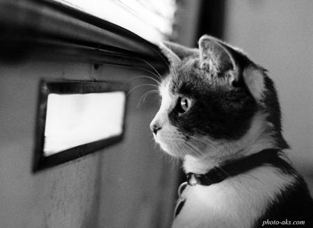 بچه گربه منتظر cat waiting